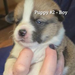 Puppy 2 - Fawn male Pembroke Welsh Corgi puppy in Buffalo, Wyoming from Diamond K Corgis