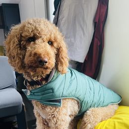 Sophie - Goldendoodle