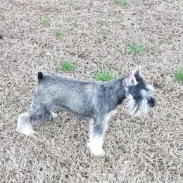 Freya - Miniature Schnauzer