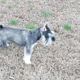 Freya - Miniature Schnauzer