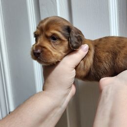 Girl 4 - Dapple Dachshund puppy in Florida from DK Miniature Dachshunds