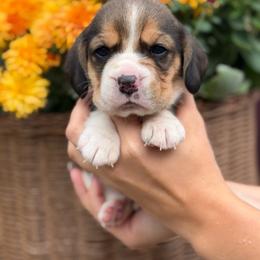 AKC Eeyore - Black tan and white male Beagle puppy in Chillicothe, Missouri from Tymber Lake Beagles