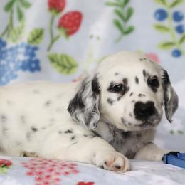 Dark Blue - White and black male Dalmatian puppy in Cottage Grove, Oregon from Hidden Hills Dalmatians