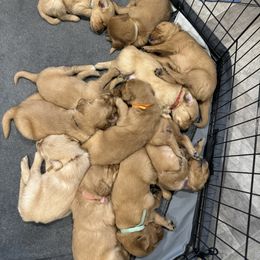 Golden Retriever Puppies from Copper Tail Golden Retrievers