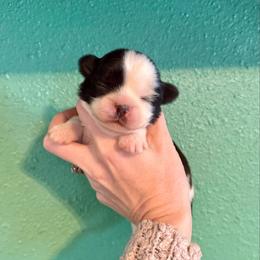 Dionysus - Black and white male Shih Tzu puppy in Stroud, Oklahoma from Laik’s Little Shihtz & Poms