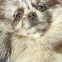 Pomeranians from Ruby's Poms