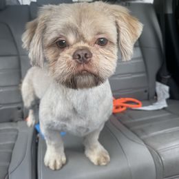 Charlie - Liver male Shih Tzu puppy in Manahawkin, New Jersey from Lilly’s Seashore Shih Tzus