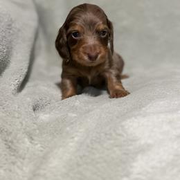 Damon - Dapple male Dachshund puppy in Dawson, Alabama from Bells Dashing Dachshunds