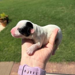 Echo - Black tri male Miniature Australian Shepherd puppy in Weatherford, Texas from F & T Aussies