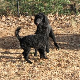 Poodle Puppies from Simply Standard Poodles