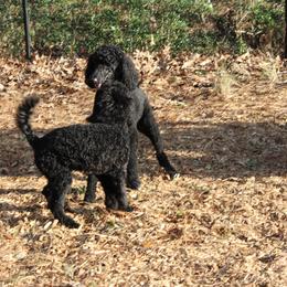 Poodle Puppies from Simply Standard Poodles