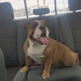 Harleigh - Bulldog