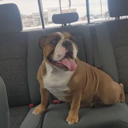 Harleigh - Bulldog