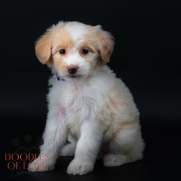 Miss Purple - Caramel red female Labradoodle puppy in Travelers Rest, South Carolina from Doodles of Love Labradoodles