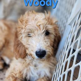 Woody - Cream male Goldendoodle puppy in Goodyear, Arizona from The Earl Dood(le)s
