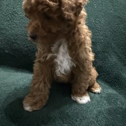 Romeo - Red  male Poodle puppy in Auburn, Georgia from Southern Poodles