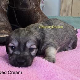 Shaded cream girl - Cream female Dachshund puppy in Cedar City, Utah from Country Doxies