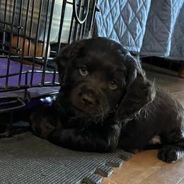 Boykin Spaniel puppies from Beekauz Kennel