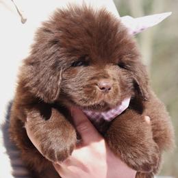 Cotton tail  (Lt. Purple collar) - Brown female Newfoundland puppy in Kimball Twp, Michigan from Pine River Newfoundlands