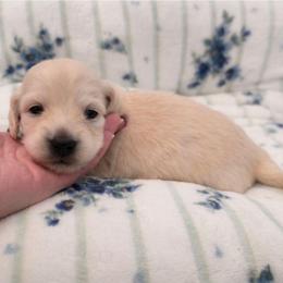 Mini AKC Female - Cream female Dachshund puppy in Nashville, Tennessee from Farmhouse Sausages - Located in TN delivers all over US