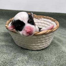 Banks - Black and tan male Pembroke Welsh Corgi puppy in Waco, Texas from The Comma Corgis