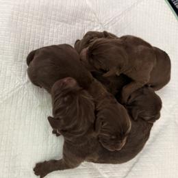 Newfoundland Puppies from Amanda Robinson