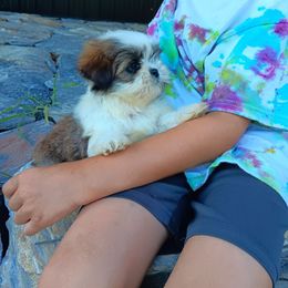 Belle - Black gold and white female Shih Tzu puppy in Lebanon, Pennsylvania from Stoney Acre Farms