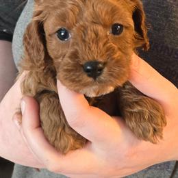 Jack Frost - Red male Cavapoo puppy in Conklin, Michigan from Lake Michigan Couture Cavapoos & Cockapoos
