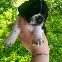 Female 3 - Black and white female Cocker Spaniel puppy in Clinton, Tennessee from High Hopes Hounds