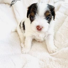 Yorkshire Terrier Puppies from Hummingbird Farm & Gardens