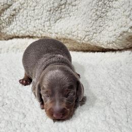 Boy 1 - Fawn (Isabella) male Dachshund puppy in Sarasota County, Florida from Donna's Mini Joys