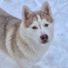 Honor - Siberian Husky