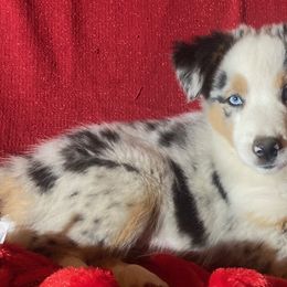 Blue - Blue merle Miniature Australian Shepherd puppy in Granbury, Texas from Jubilee Acres