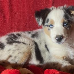 Blue - Blue merle Miniature Australian Shepherd puppy in Granbury, Texas from Jubilee Acres