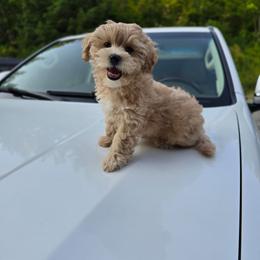 Nacho - Apricot male Maltipoo puppy in Washington from Mt.BakerPoodles&Doodles