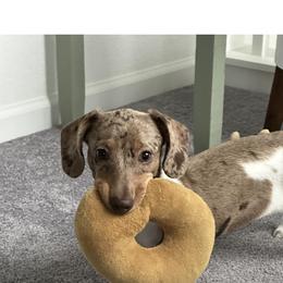 Dachshund Puppies from Mayberry Dachshunds