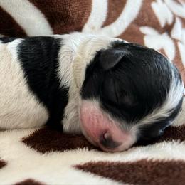 DayZee - Parti female Poodle puppy in Mineral Wells, Texas from S.H.A.R.P.’s Toy Poodles