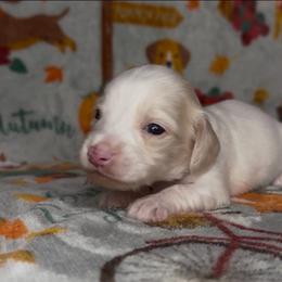 Red collar - Cream male Dachshund puppy in Poteau, Oklahoma from Sisters Dazzling Dachshunds
