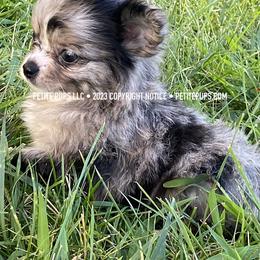 Chihuahua Puppies from Petite Pups LLC