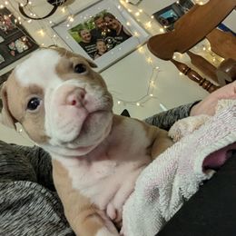 Olde English Bulldogge Puppies from Bachman Olde English Bulldogge LLC