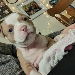 Olde English Bulldogge Puppies from Bachman Olde English Bulldogge LLC