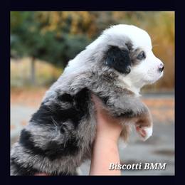 Labrador Retriever and Miniature American Shepherd Puppies from ROCK CREEK LABRADORS Pasco, WA