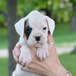 Ember - White female Boxer puppy in Forest City, Iowa from Mt Valley Boxers