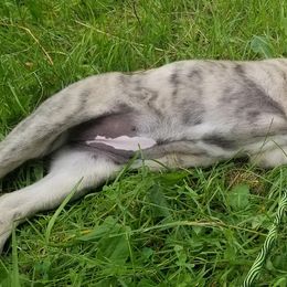 Anatolian Shepherd Dog Puppies from North Star Kinders