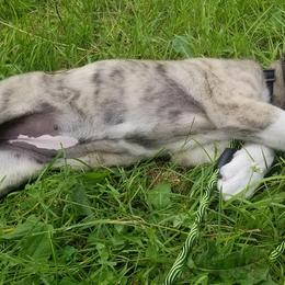 Anatolian Shepherd Dog Puppies from North Star Kinders