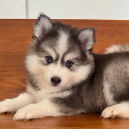Nova - Gray and white female Pomsky puppy in La Verne, California from Red Cedar Pomskies