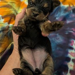 Tinker - Black and gold female Yorkshire Terrier puppy in East Alton, Illinois from Yorkies of the Shire