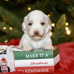 Orange - Caramel male Australian Labradoodle puppy in Calhoun, Louisiana from Arrowhead Australian Labradoodles