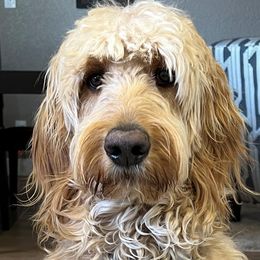 Ember - Goldendoodle