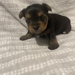 Yorkshire Terrier Puppies from Southern Sweetheart Kennels